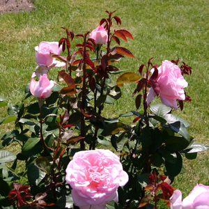 Jasnoróżowy - róża wielkokwiatowa - Hybrid Tea